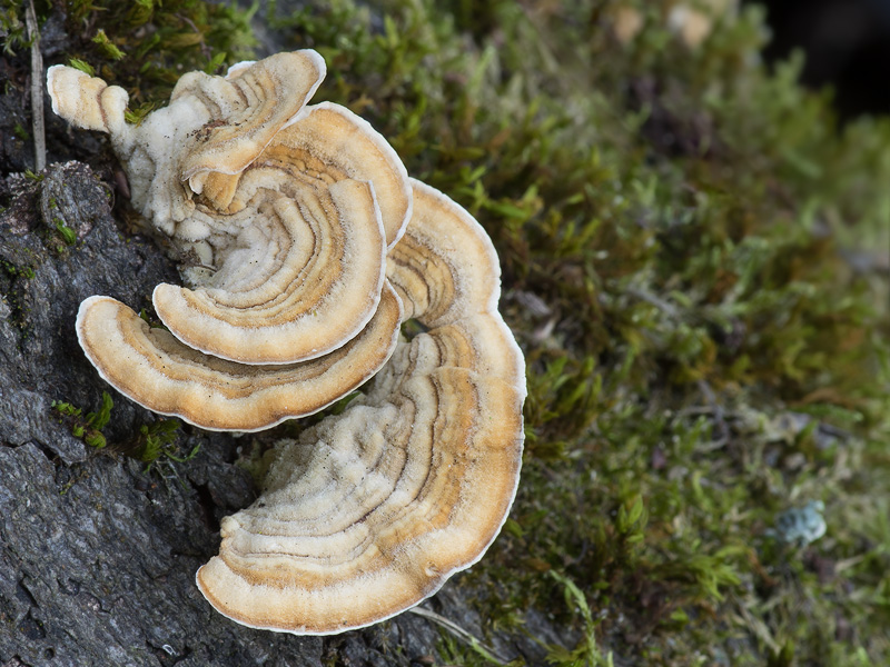 Stereum subtomentosum